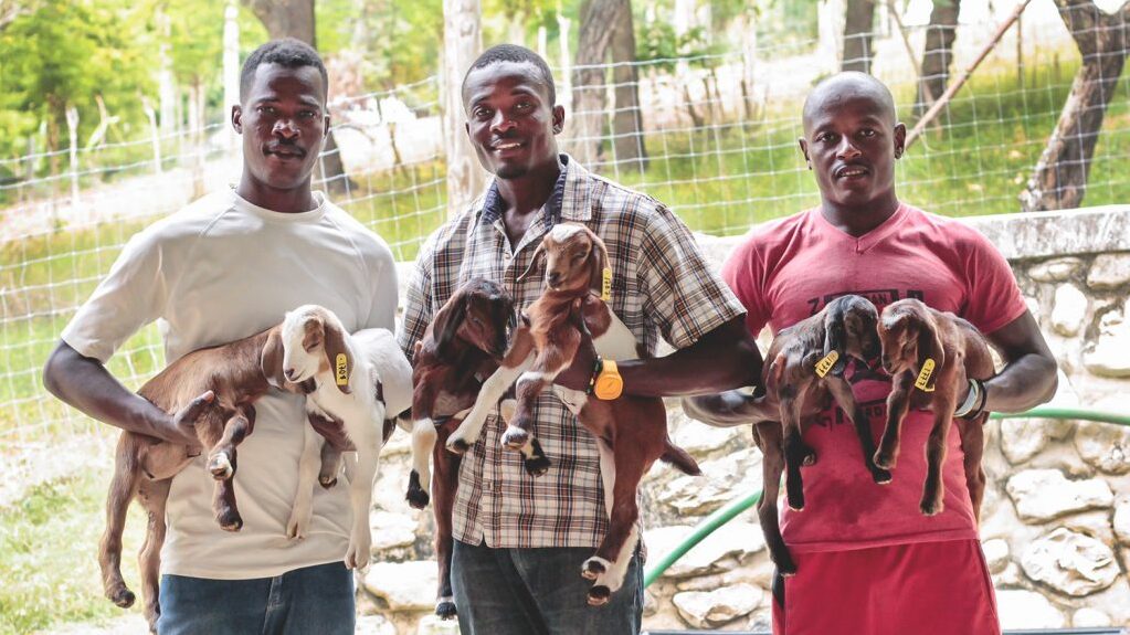 Three Haitian men hold baby goats