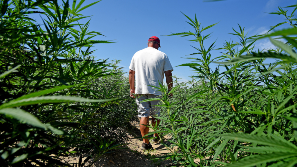 Man walks in marijuana field